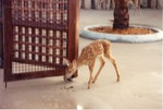 [1990/2000] White-tailed deer fawn eating food pellets at Miami Metrozoo