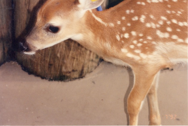 Close-up of a white-tailed deer fawn at Miami Metrozoo