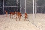 Small herd of young white-tailed deer fawns at Miami Metrozoo