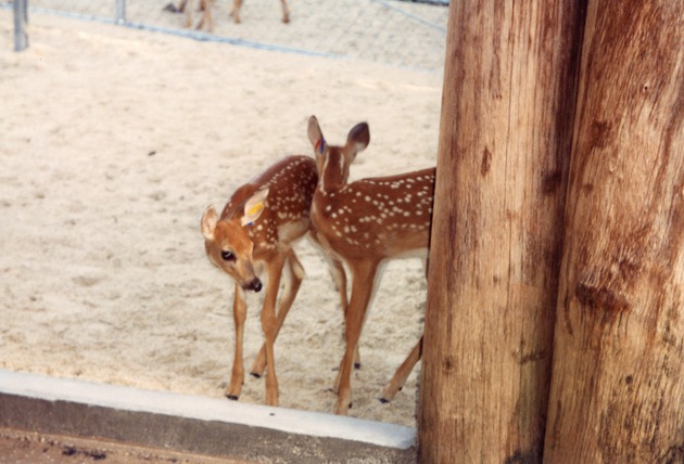 White-tailed deer fawns standing together at Miami Metrozoo