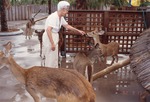 Zookeeper engaging with a small herd of white-tailed deer at Miami Metrozoo