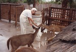 [1990/2000] Zookeeper's hand being smelled by a white-tailed deer at Miami Metrozoo