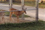 [1990/2000] White-tailed deer behind a fence at Miami Metrozoo