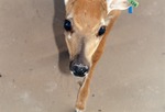 White-tailed deer fawn close-up at Miami Metrozoo