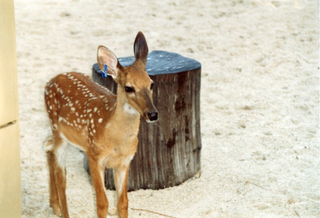 Fawn white-tailed deer standing beside a tree stump at Miami Metrozoo