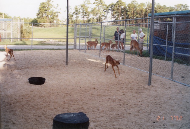 Small herd of young white-tailed deer in their fenced enclosure at Miami Metrozoo