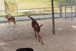 Young white-tailed deer running in its enclosure at Miami Metrozoo