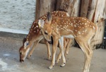 Two young white-tailed deer fawns walking in their enclosure at Miami Metrozoo