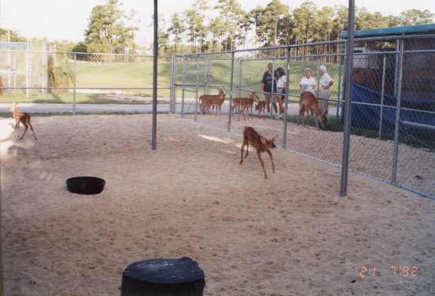 Small herd of white-tailed deer and a young fawn running in its enclosure at Miami Metrozoo