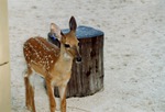White-tailed deer fawn standing beside a stump in its enclosure at Miami Metrozoo