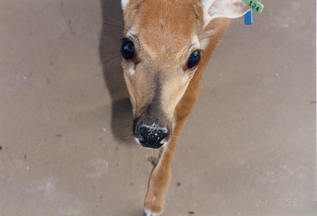 White-tailed deer fawn close-up walking in its enclosure at Miami Metrozoo