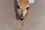[1992-07-21] White-tailed deer fawn close-up walking in its enclosure at Miami Metrozoo
