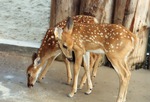 Two young fawns standing together in their enclosure at Miami Metrozoo