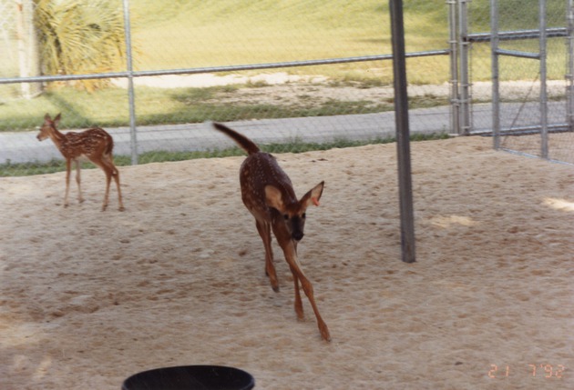 Fawn white-tailed doe running in its enclosure at Miami Metrozoo