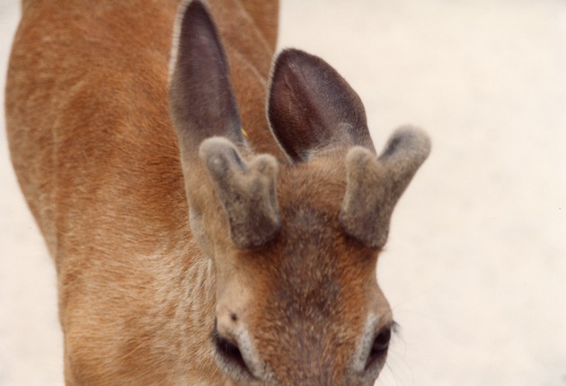 Close-up of a young white-tailed deer's growing antlers at Miami Metrozoo