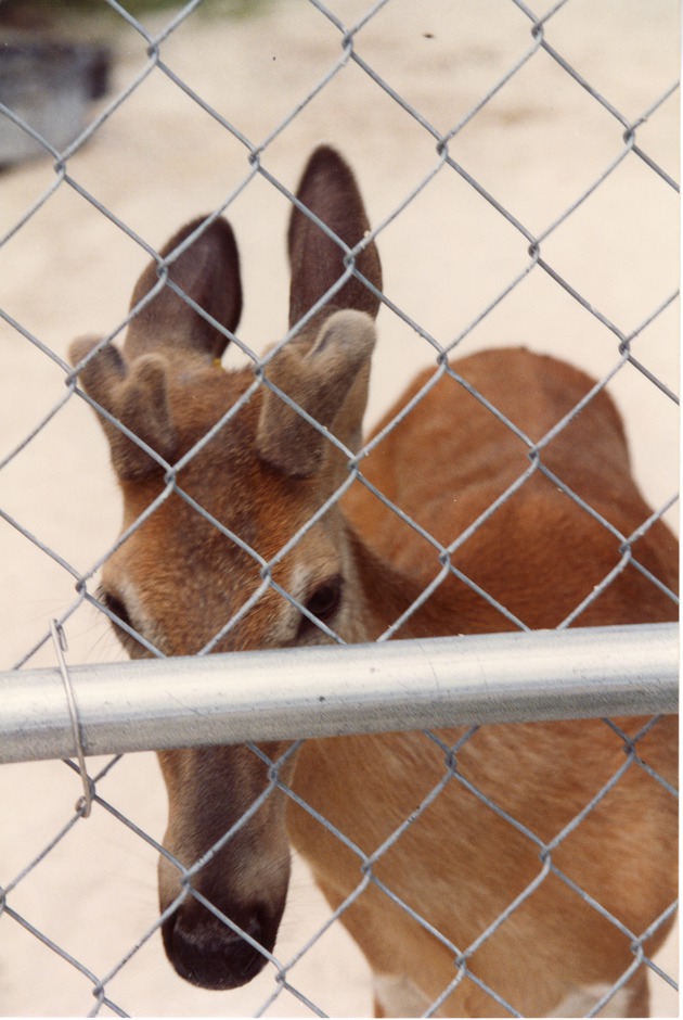 Young White-tailed deer with growing horns as seen through a fence at Miami Metrozoo