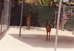 Two young white-tailed deer in their enclosure at Miami Metrozoo