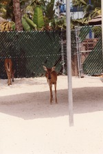 Two white-tailed deer in their enclosure at Miami Metrozoo