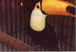 [1990/2000] Toco toucan perched in the Miami Metrozoo