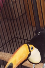 [1990/2000] Toco toucan perched on a stick in the Miami Metrozoo