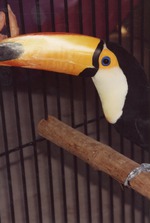 Toco toucan in profile at the Miami Metrozoo