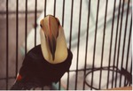 [1990/2000] Front-facing view down the beak of a Toco toucan at Miami Metrozoo