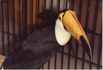 [1990/2000] Penelope the Toco toucan perched at the Miami Metrozoo