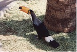 Toco toucan standing at the base of a tree at Miami Metrozoo