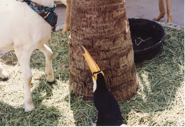 Toco toucan gazing up at a goat at the base of a tree at Miami Metrozoo