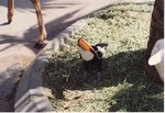 Toco toucan with a piece of hay in its beak standing at the base of a tree at Miami Metrozoo