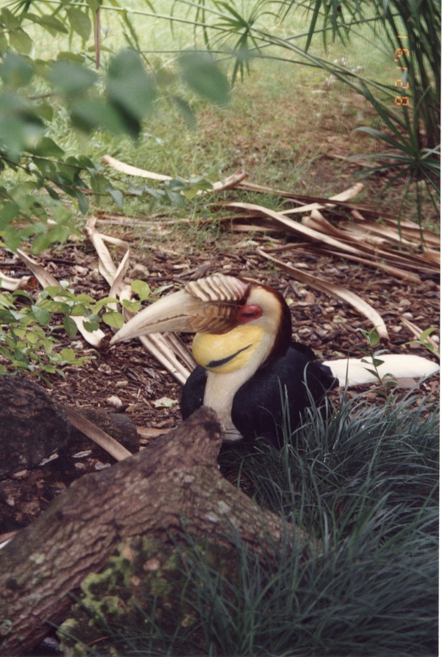 Wreathed hornbill resting in the foliage on the ground in its habitat at Miami Metrozoo