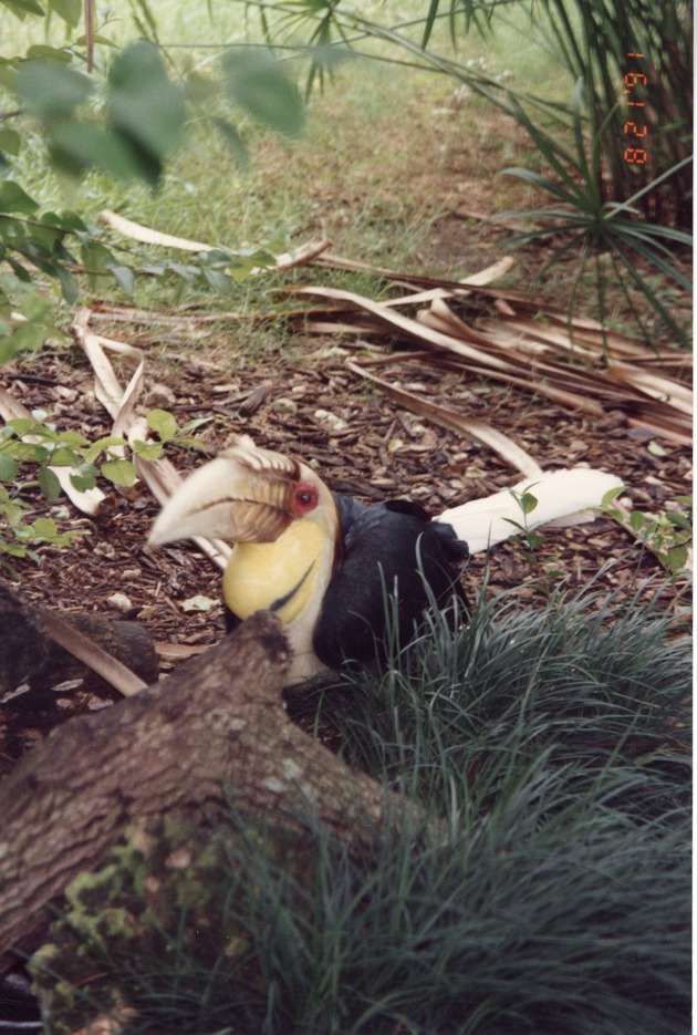 Wreathe hornbill on the ground in its habitat at Miami Metrozoo