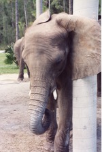 African elephant brushing against a pole in its habitat at Miami Metrozoo