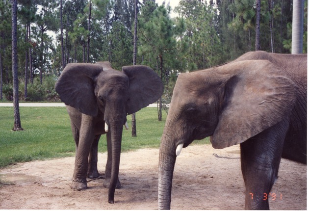 Two African elephants standing together in their habitat at Miami Metrozoo