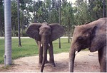 Two African elephants standing beside one another in their habitat at Miami Metrozoo