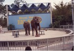 Two African elephants and their trainer performing at the Miami Metrozoo Big Show