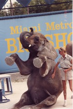 African elephant performing seated with legs up at the Miami Metrozoo Big Show