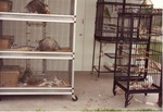 Opossums and birds in their cages at Miami Metrozoo