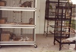 Opossums and birds waiting in their cages at Miami Metrozoo