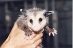 Young opossum being held by zoo staff at Miami Metrozoo