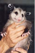 Young opossum being held by zookeepers at Miami Metrozoo