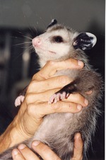Young opossum being held by two hands of zoo staff at Miami Metrozoo