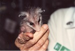 Infant opossum held in one hand by zoo staff at Miami Metrozoo