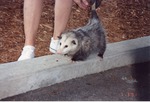 Adult opossum being guided by zoo staff by its tail at Miami Metrozoo