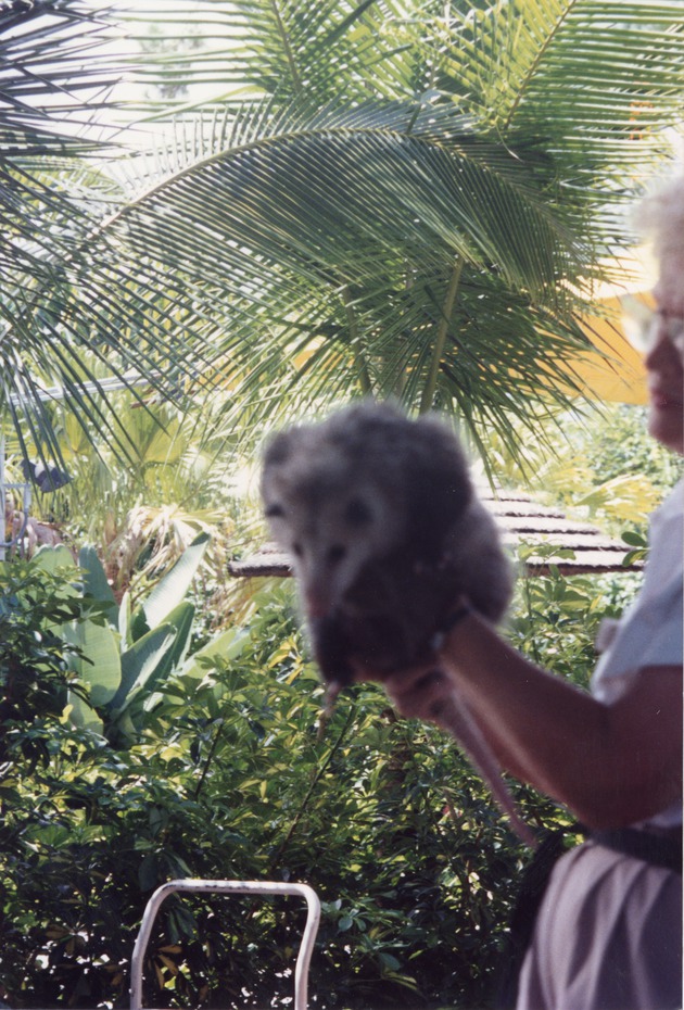 Adult opossum being presented by zoo staff at Miami Metrozoo
