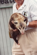 Adult opossum being held and presented by zoo staff at Miami Metrozoo