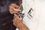 Infant opossum curling around zoo staff's hands at Miami Metrozoo
