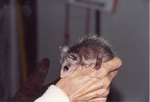Infant opossum crawling over zoo staff's hand at Miami Metrozoo