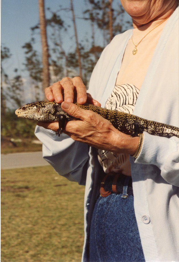 Indonesian blue-tongued skink being held by a zoo keeper at Miami Metrozoo