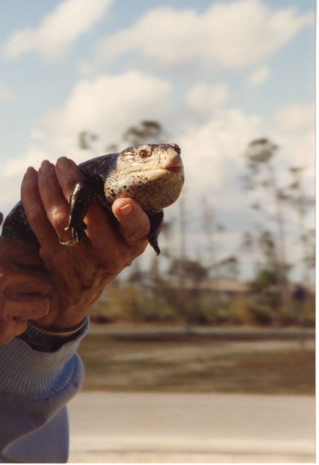 Indonesian blue-tongued skink cradled by a zoo keeper at Miami Metrozoo